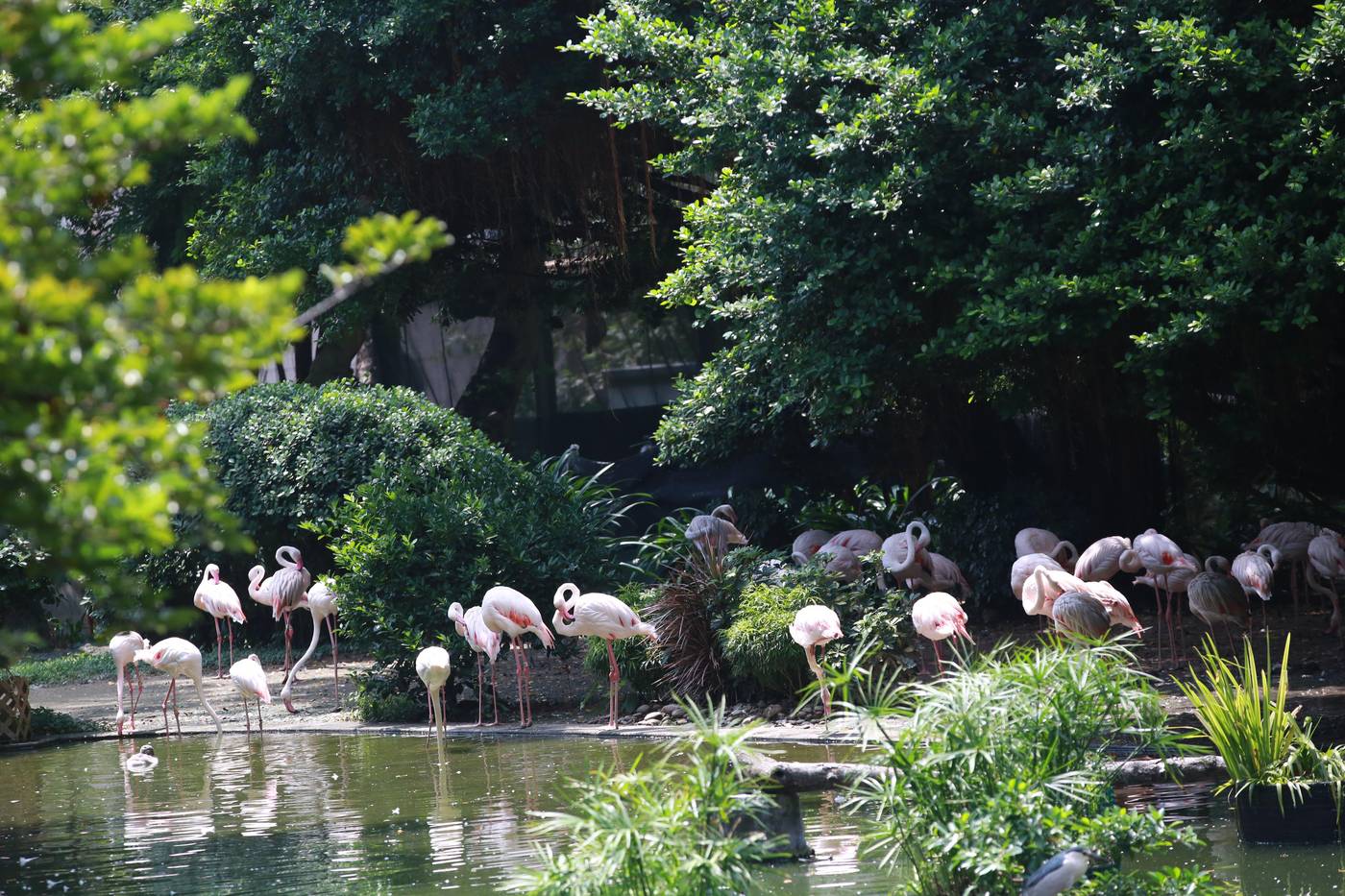 Regent-Hong-Kong-General-view-77