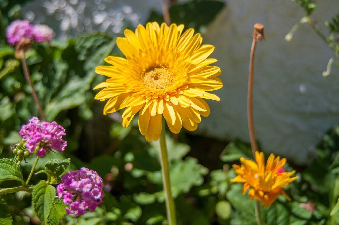 Cormoran-Sports-and-Entertainment-22