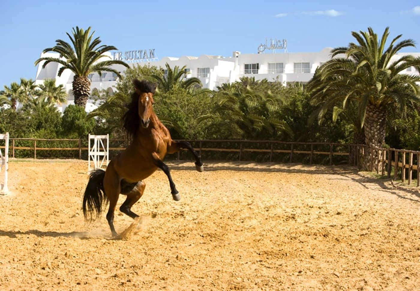 Sultan Hammamet 22.07