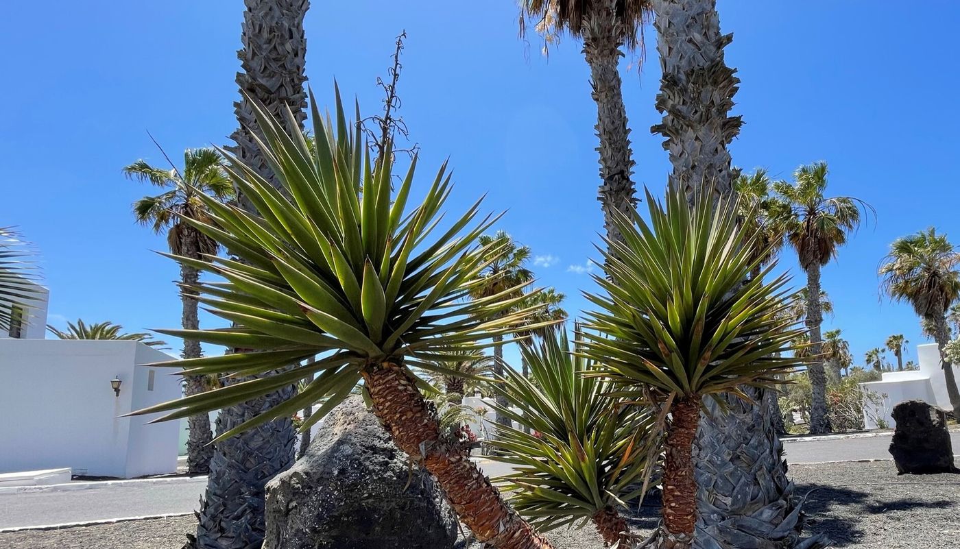 13.03.26 PALMERAS GARDEN