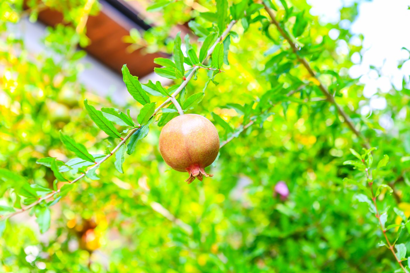 Villa-Sonata-Restaurant-49