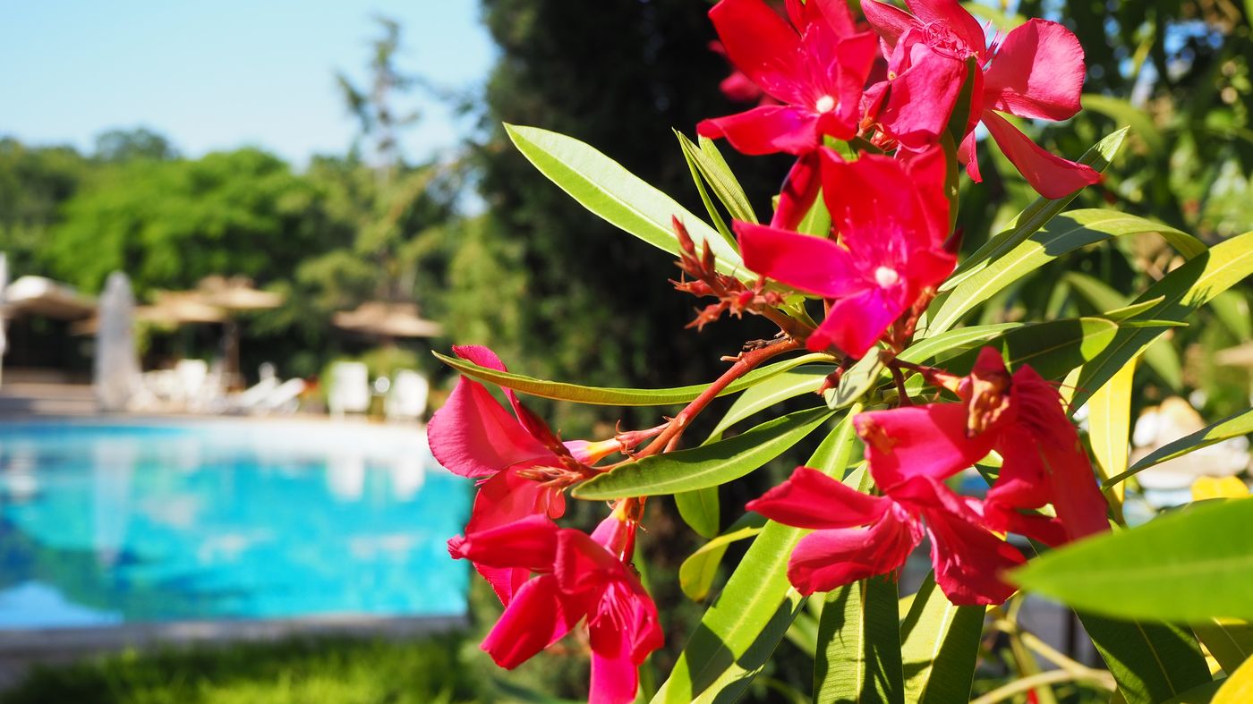 Joya-Park-Complex-Pool-13