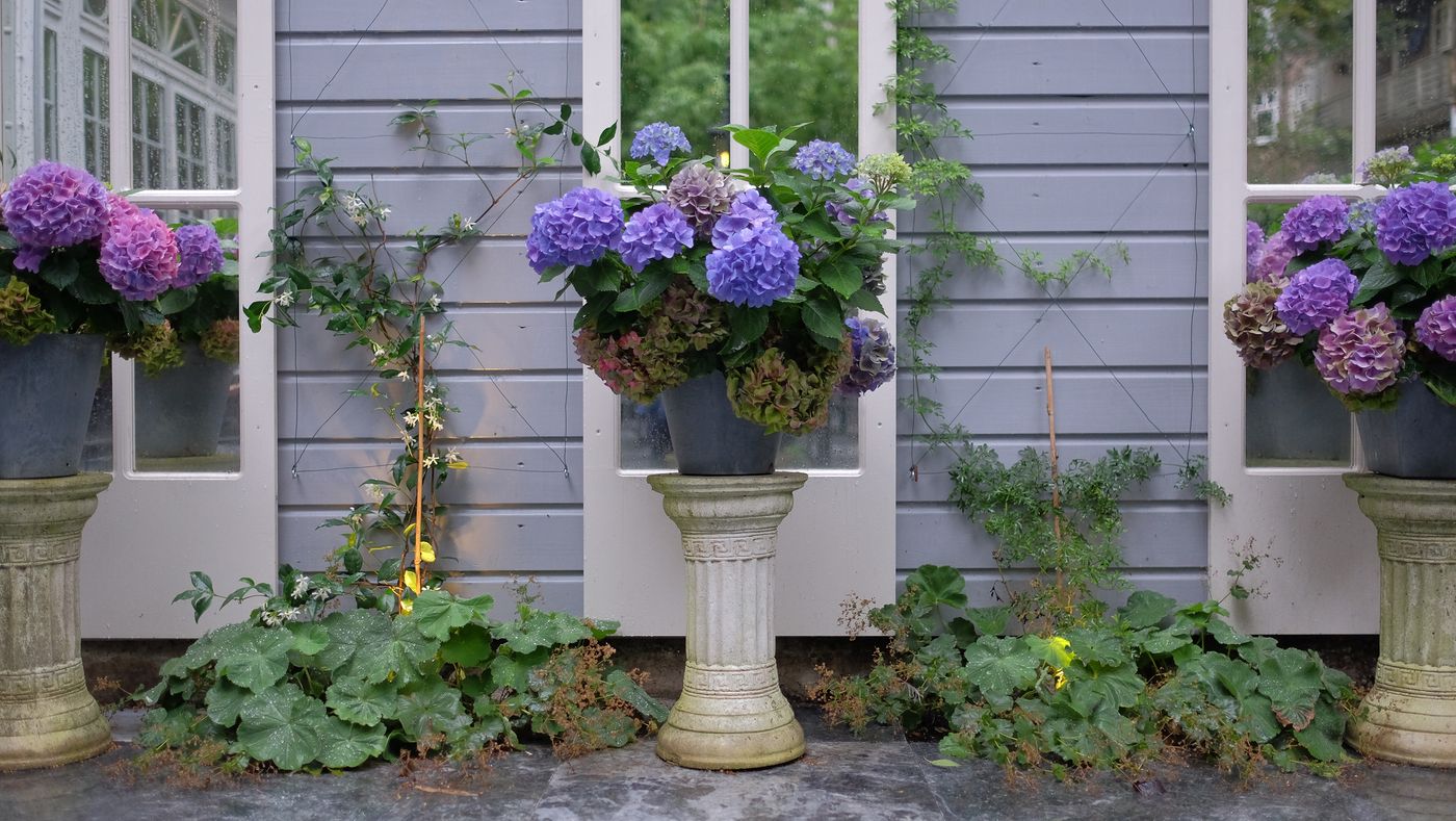 Apollofirst Boutique Hotel - Netherlands - AMSTERDAM - Terrace - 2