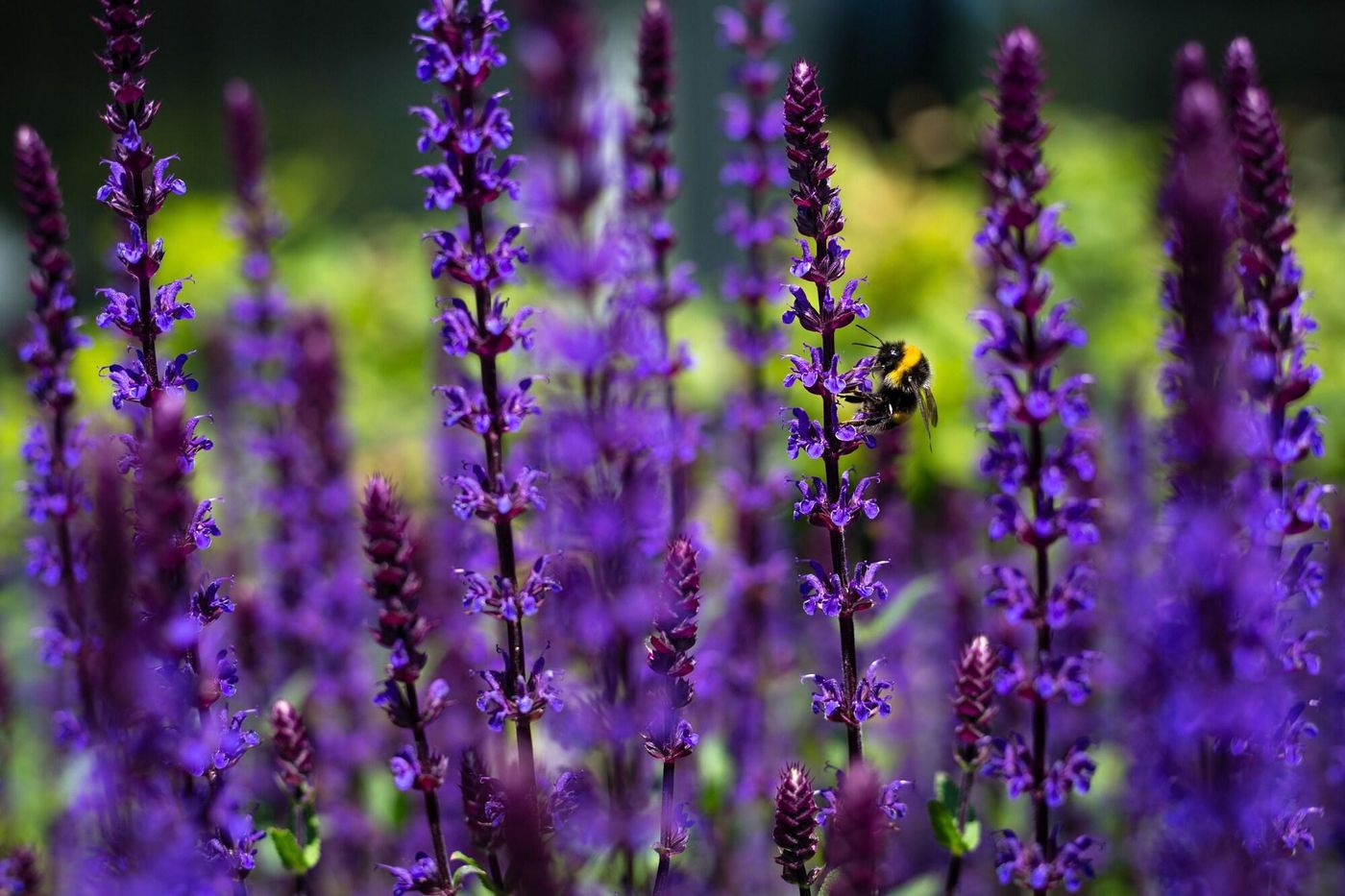 Buitenplaats De Bergse Bossen-Netherlands-DRIEBERGEN-General view-4