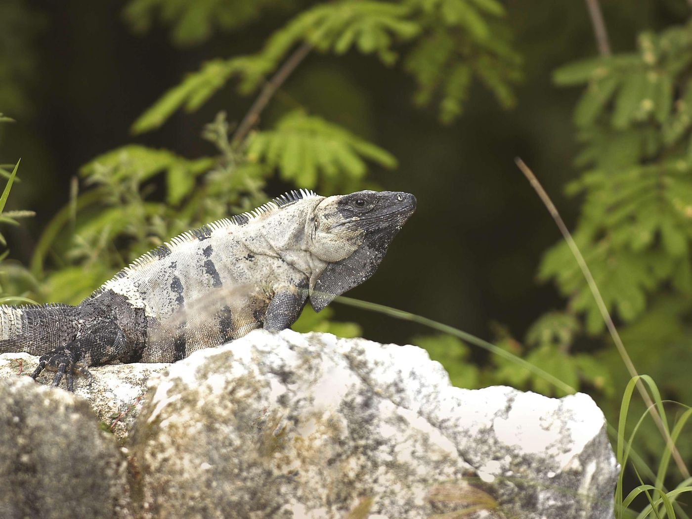 Fairmont-Mayakoba-General-view-112