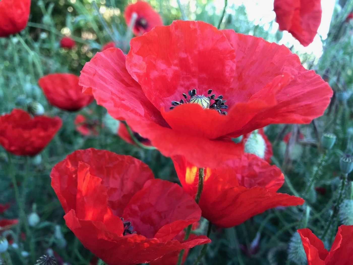 Aux Coquelicots Sauvages, Chambres d'Hotes-France-PONT-SAINT-MARTIN-General view-2