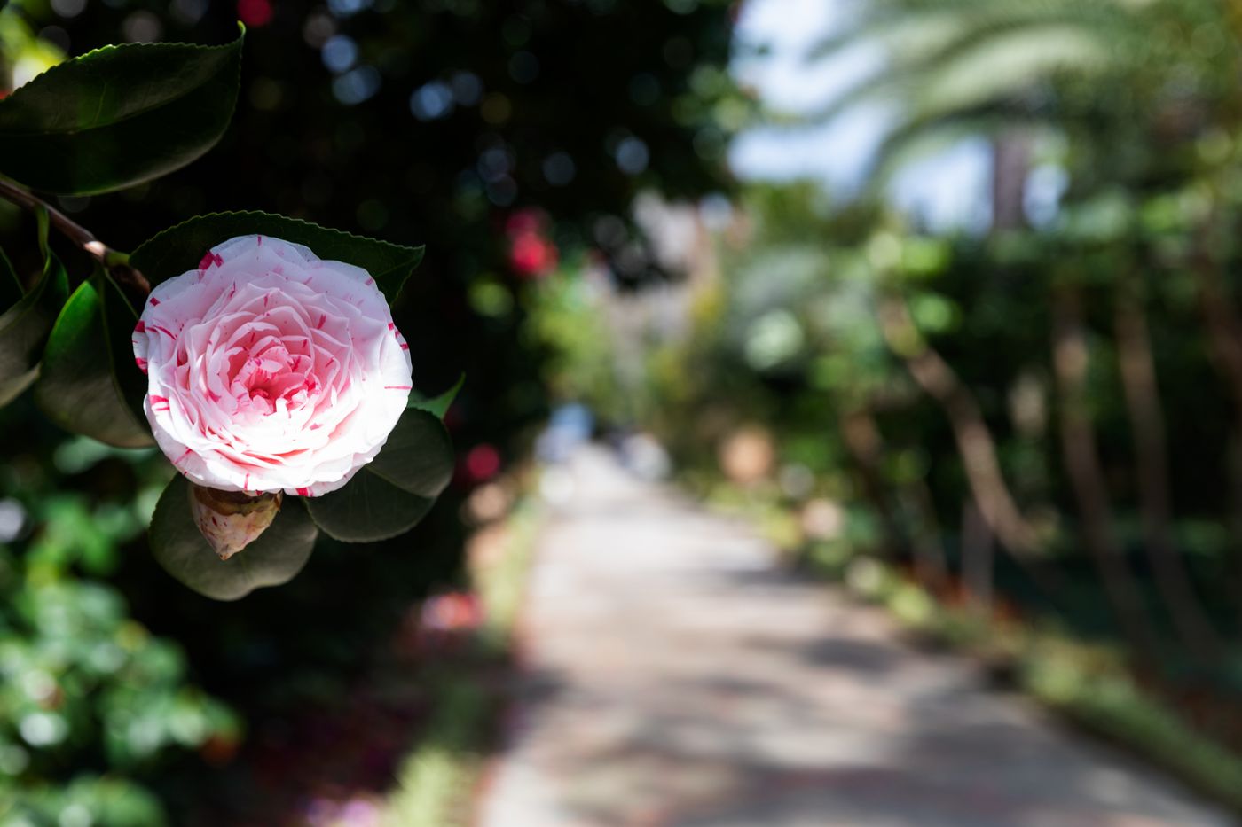 Grand Hotel Cocumella-Italy-SANT'AGNELLO-General view-10