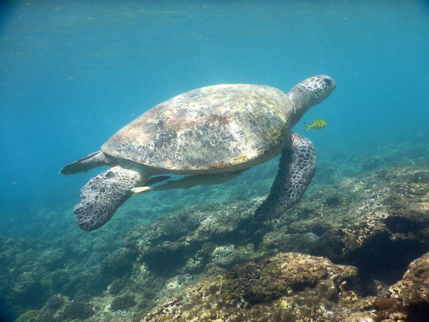 Phuket-Marriott-Resort---Spa--Merlin-Beach-Sports-and-Entertainment-87