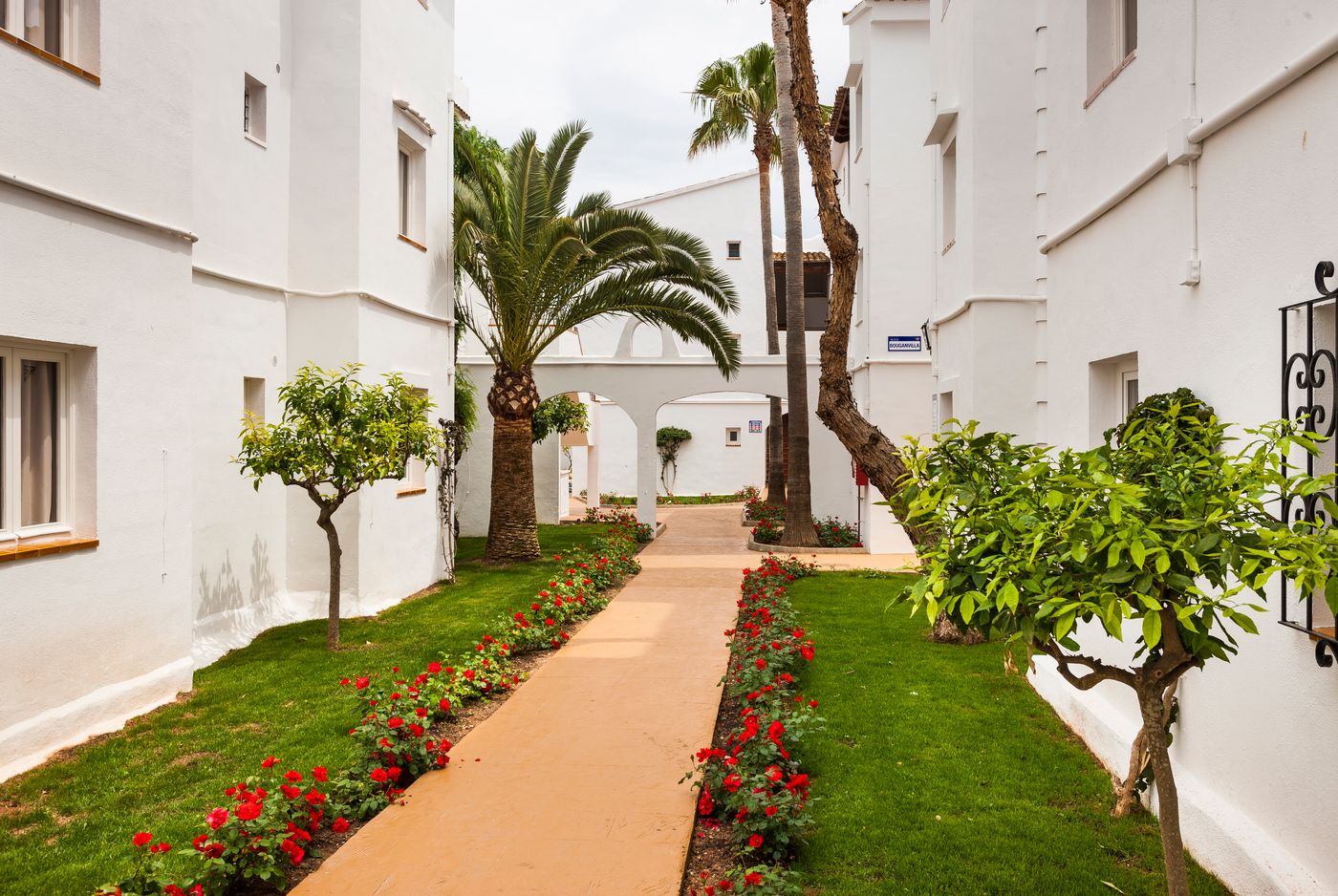 Globales Bouganvilla