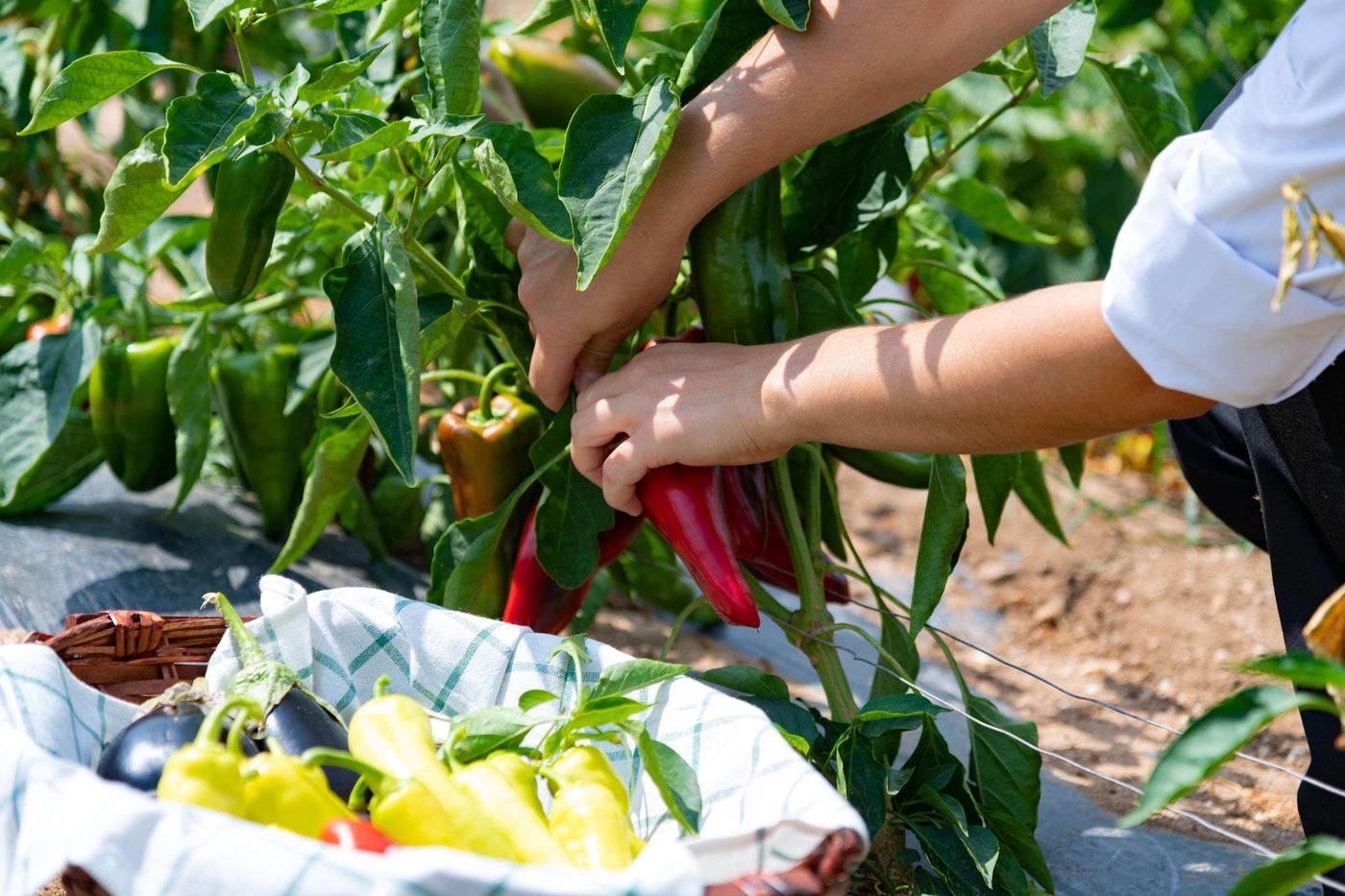 Potidea-Palace-Restaurant-24