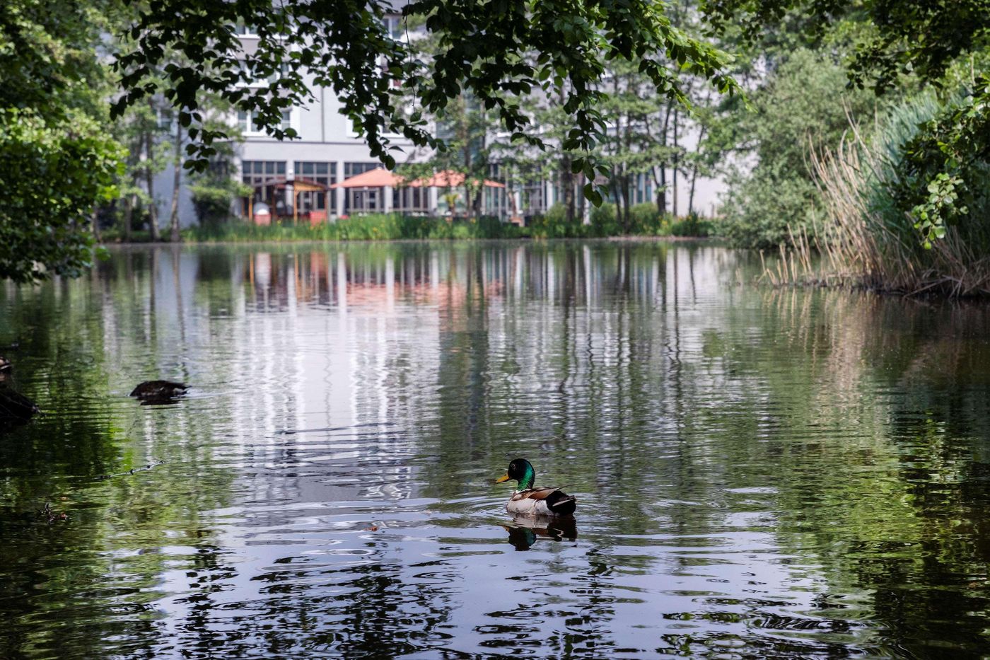 Hotel Dusseldorf Krefeld Affiliated by Meliá - Germany - KREFELD - Sports and Entertainment - 10