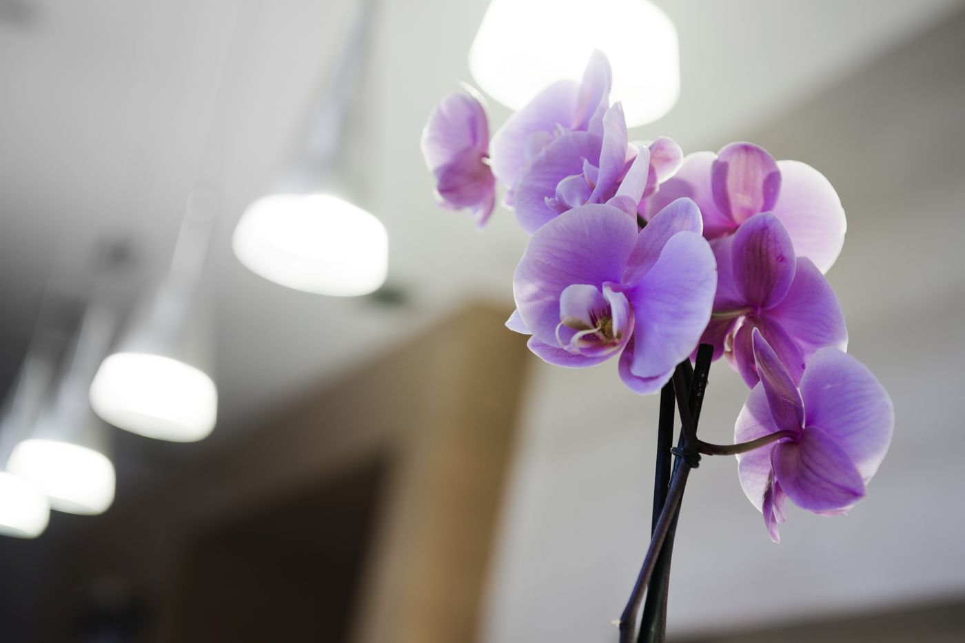 Elba-Almeria-General-view-17