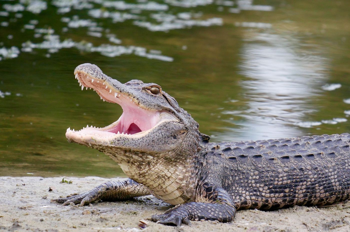 Holiday Inn & Suites Orlando I-Drive Theme Parks-United States-Orlando-General view-9