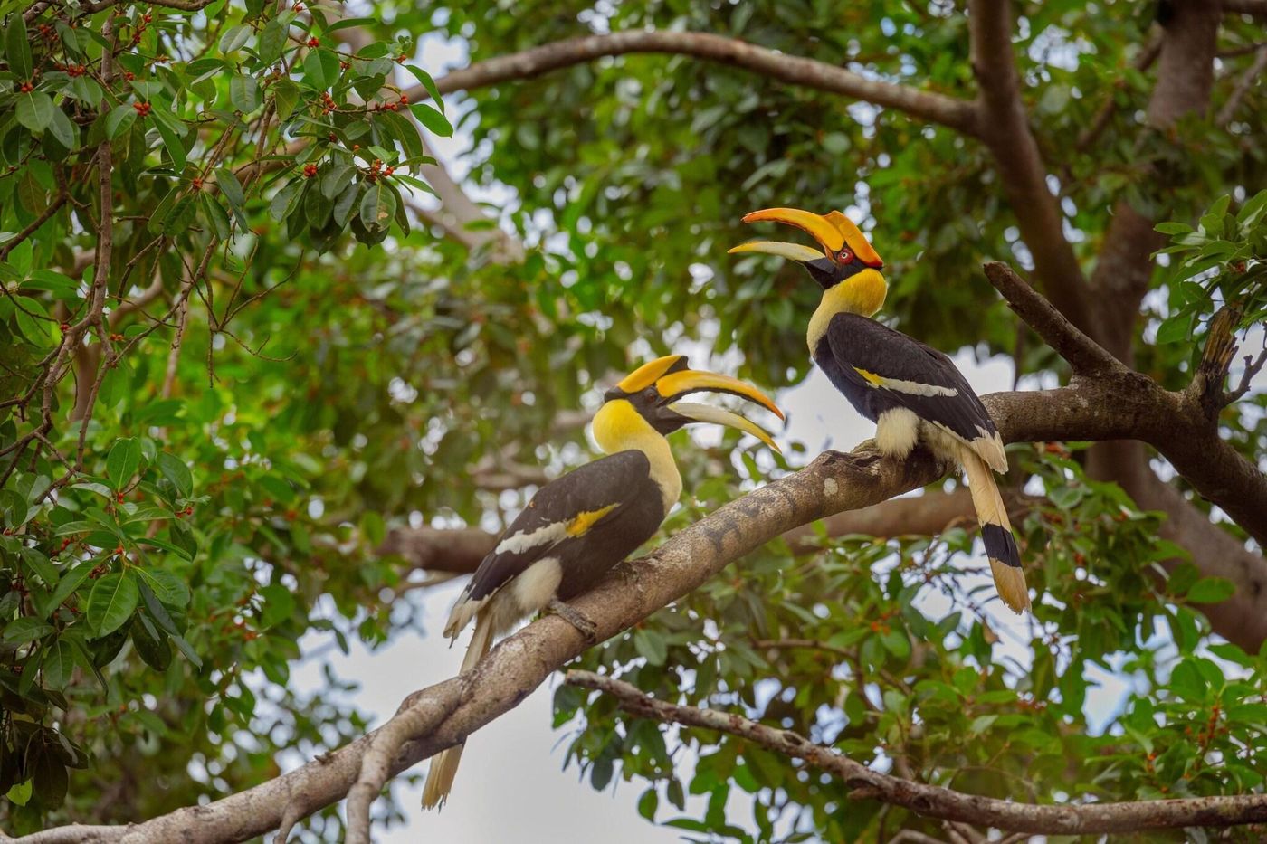 The Ritz-Carlton, Langkawi-Malaysia-Langkawi-General view-7