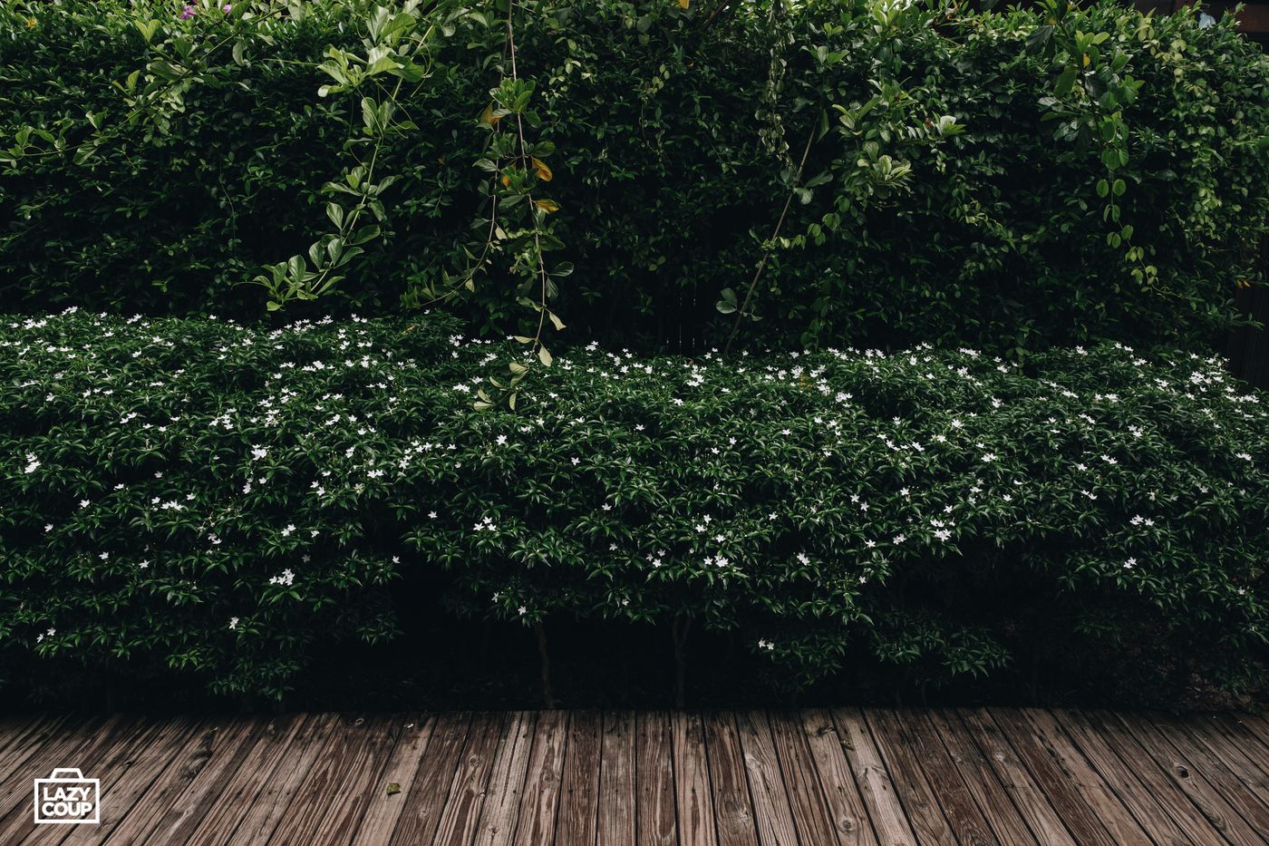 Tango Luxe Beach Villa (SHA Extra+)-Thailand-KO SAMUI-General view-8