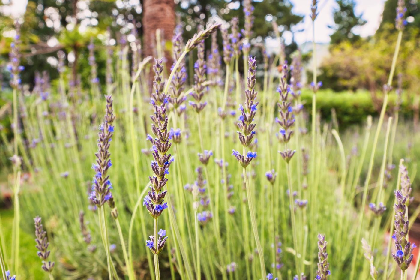 Excelsior-Palace-Terrace-24