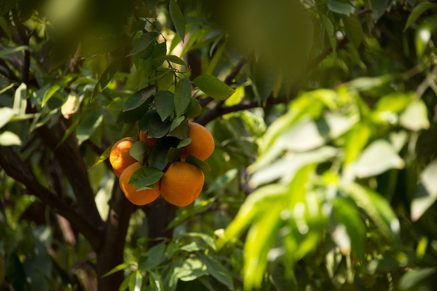 Les-Jardins-de-la-Medina-General-view-18