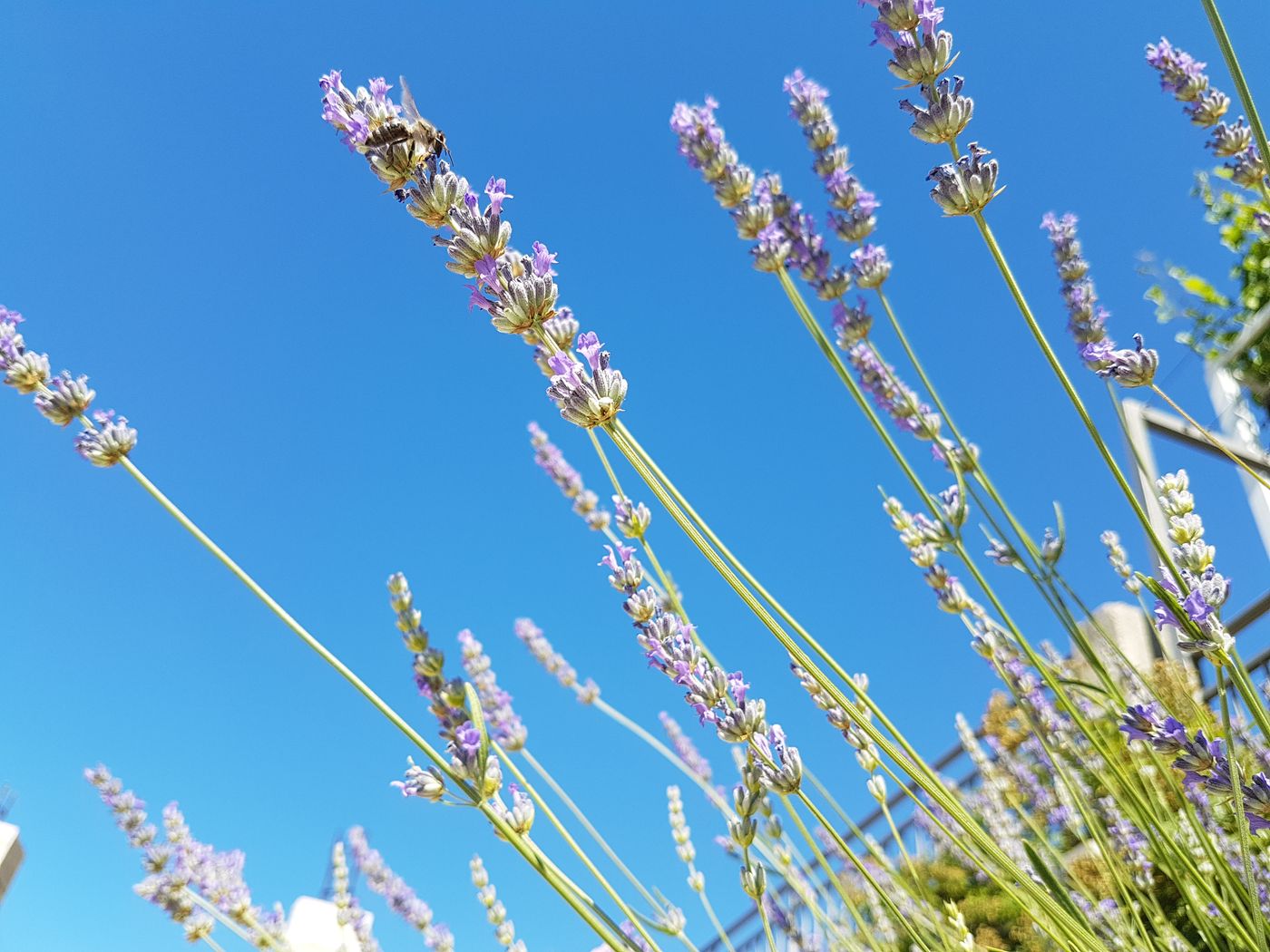 Apartments Silvija-Croatia-DUBROVNIK, ROZAT-General view-9