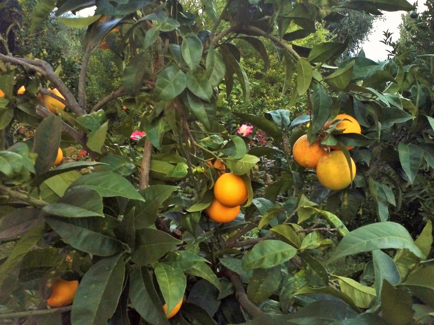 Marilena-Apartmets---Studios-General-view-53