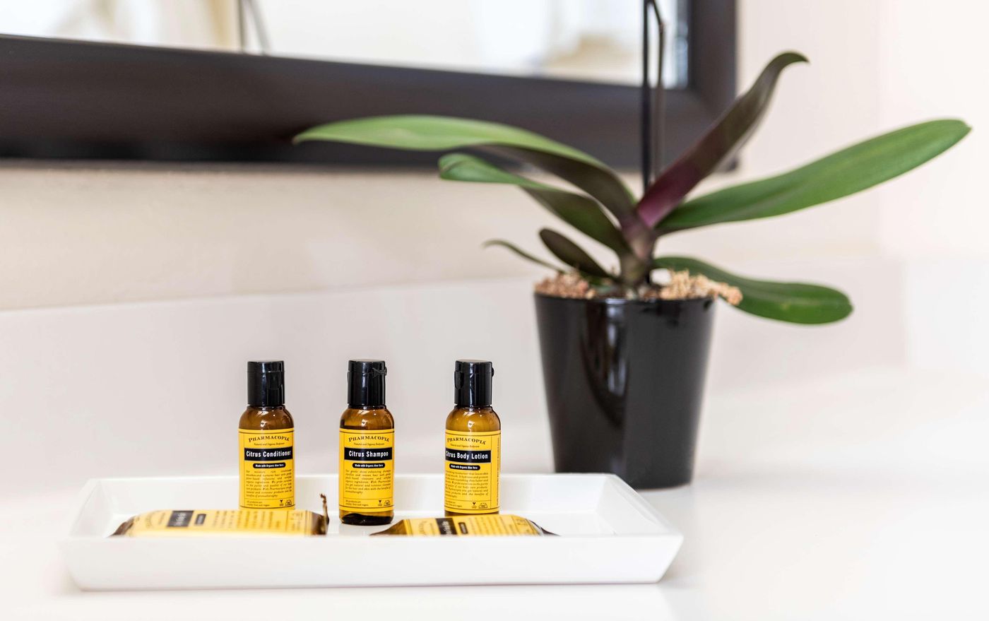 Best Western Plus Downtown Inn & Suites-United States-Houston-Room-10