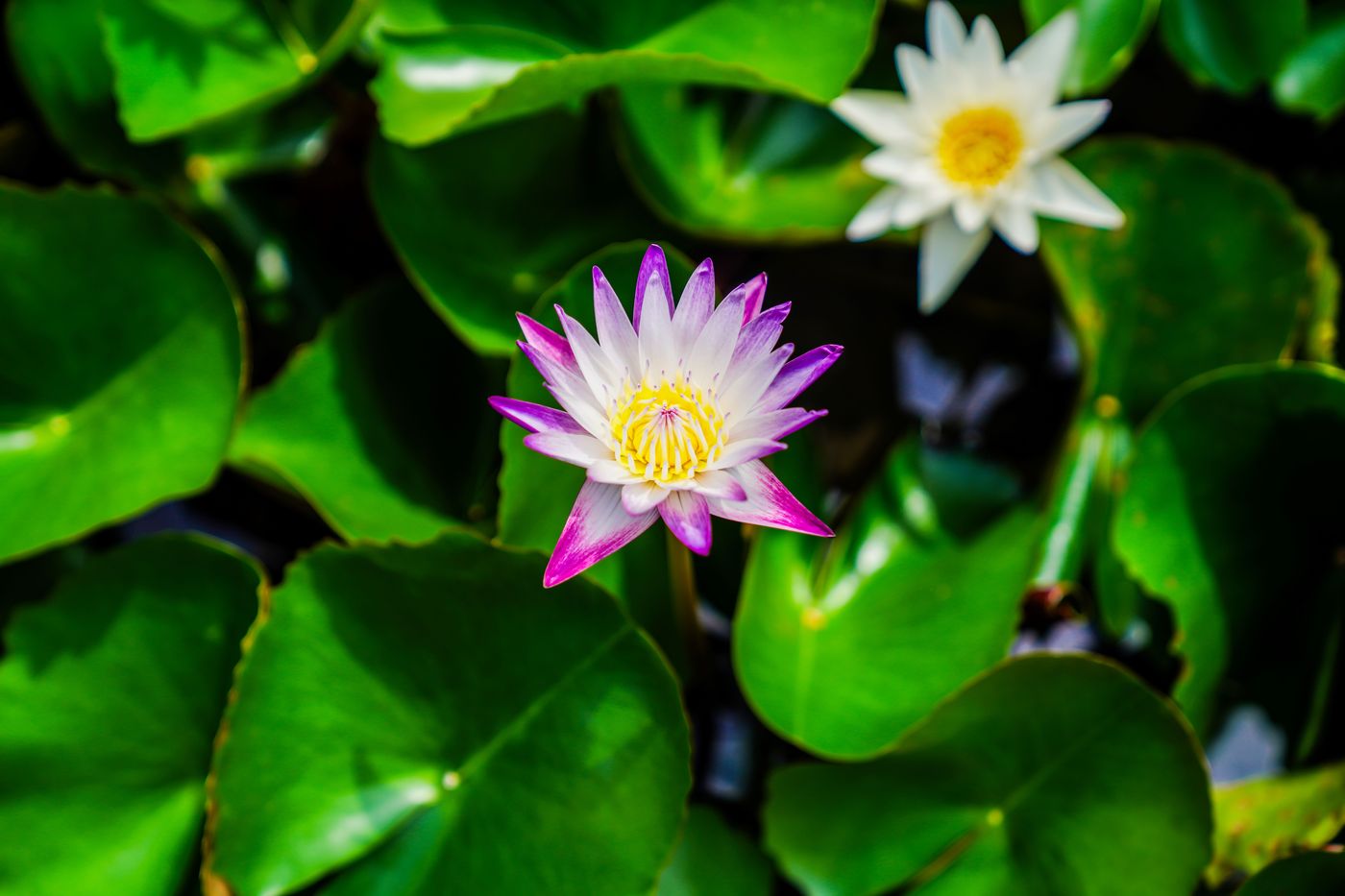 Movenpick-Hotel-Sukhumvit-15-Bangkok-General-view-84