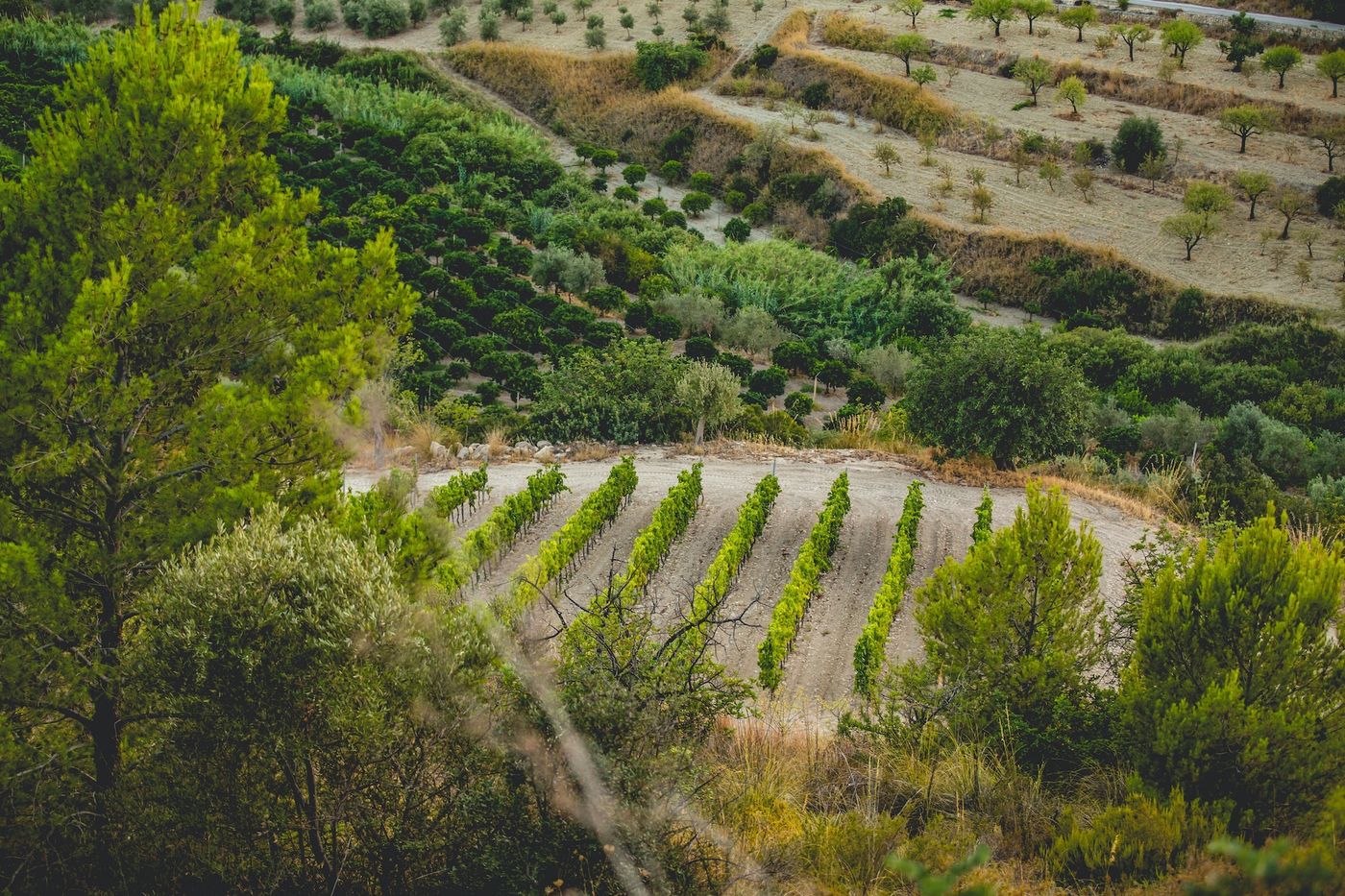 Kallikoros-Hotel-Spa-and-Resort-Room-68