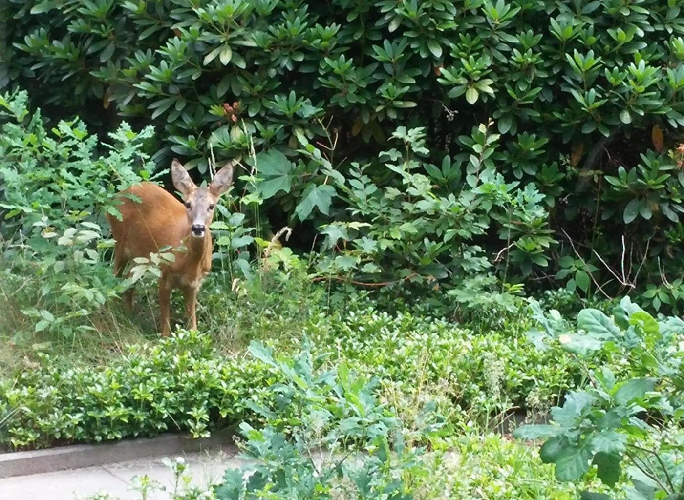 Woudschoten Hotel & Conferentiecentrum-Netherlands-ZEIST-General view-5