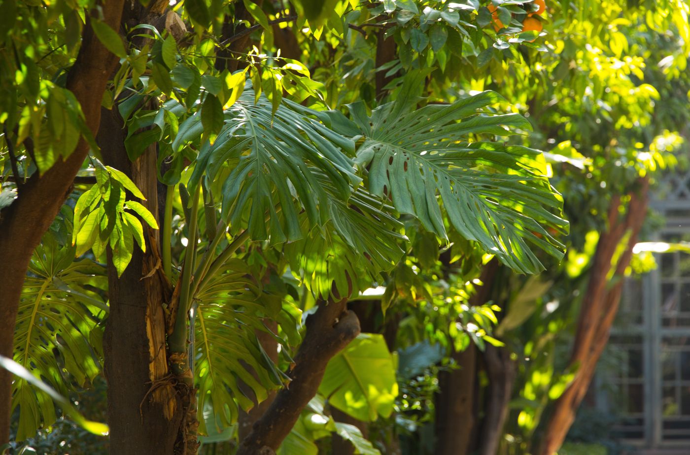 Les-Jardins-de-la-Medina-General-view-13