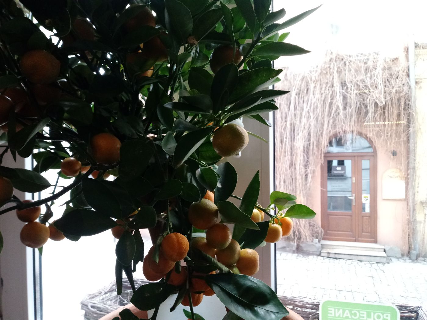 Shalom-Kazimierz-Restaurant-7