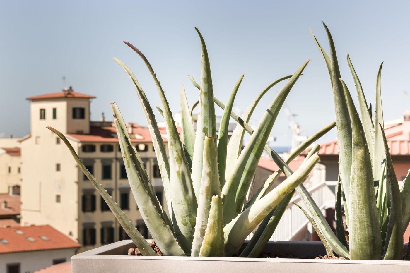 Agave-in-citta-Room-65