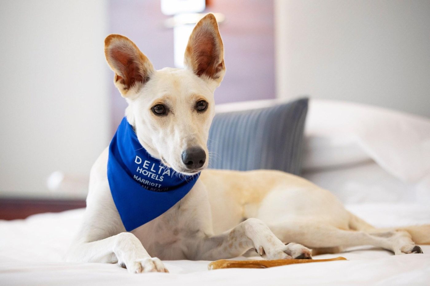 Delta-Hotels-by-Marriott-Jumeirah-Beach-Room-51