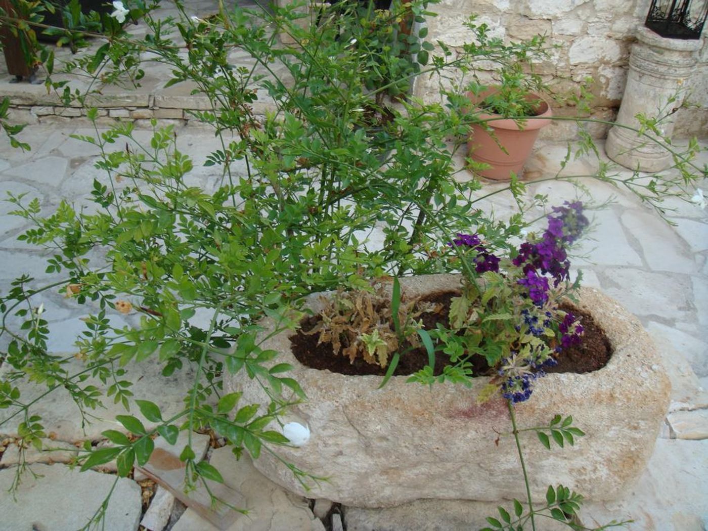 Avalon-Village-Houses-General-view-15