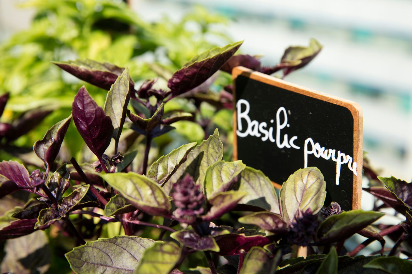 Radisson-Blu-Hotel-Nice-Restaurant-23