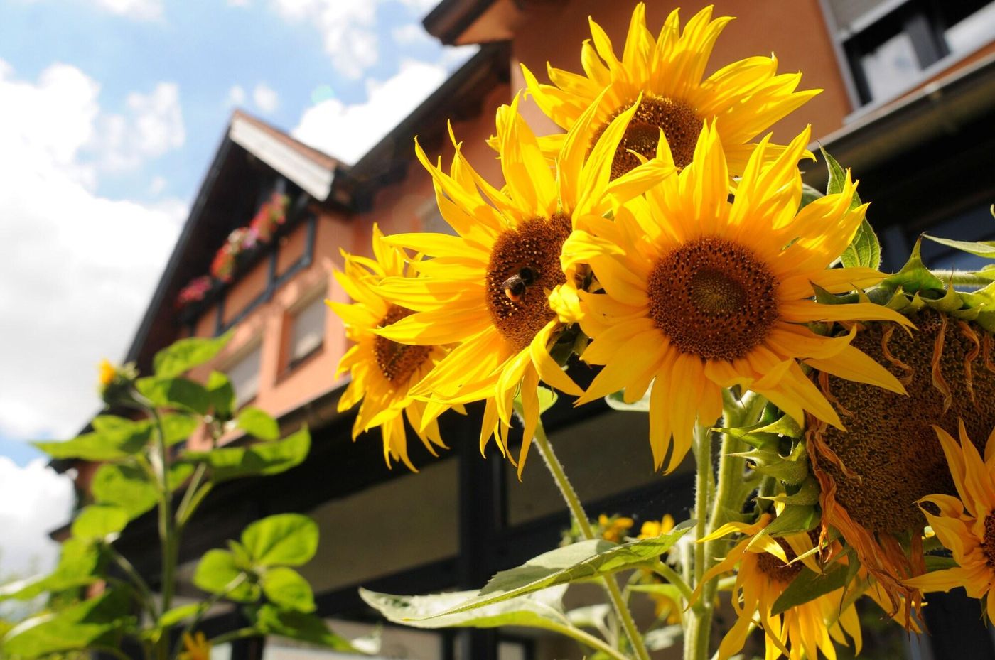 Bio Hotel Bayerischer Wirt-Germany-AUGSBURG-General view-2