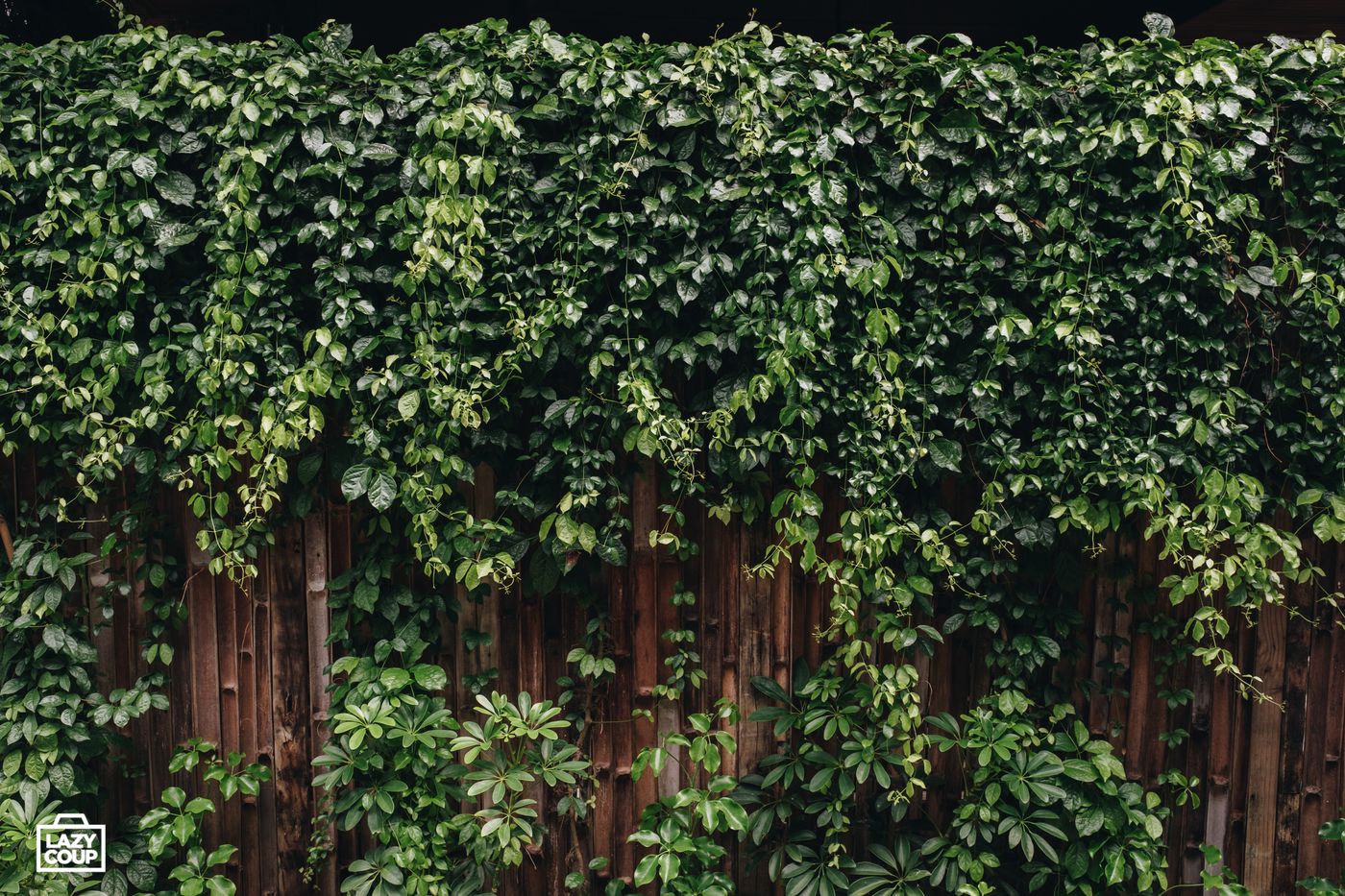 Tango Luxe Beach Villa (SHA Extra+)-Thailand-KO SAMUI-General view-7