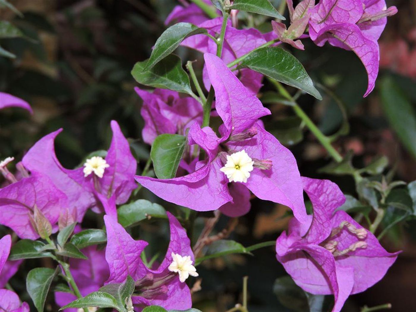 De la Loge-France-LE BOULOU -General view-5