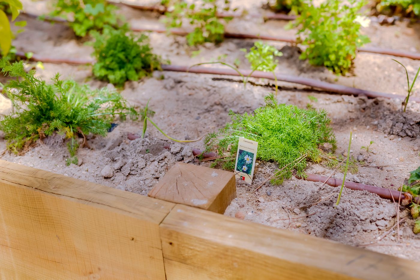 Falesia-Hotel---Adults-Only-General-view-51