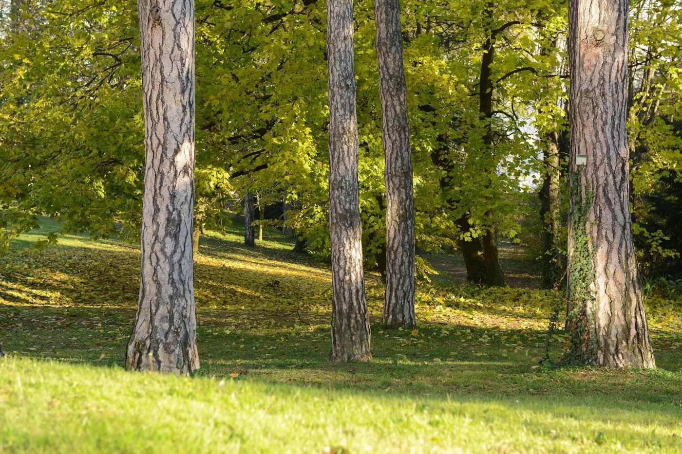 Valpré - France - ÉCULLY  - General view - 4