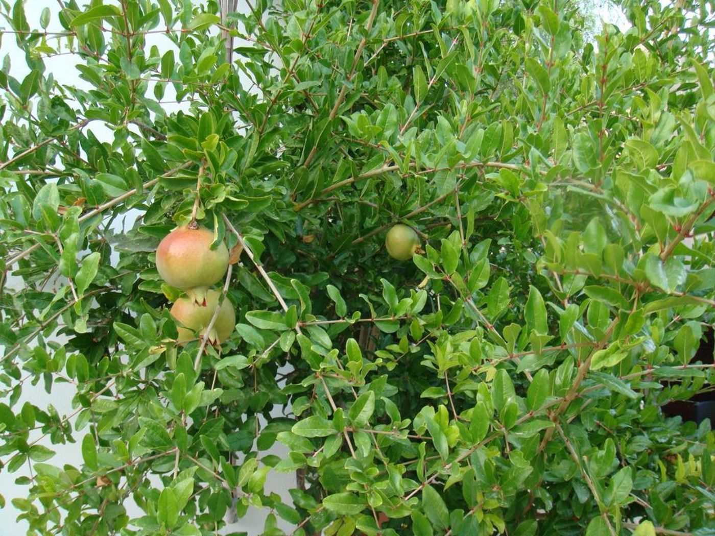 Avalon-Village-Houses-General-view-16