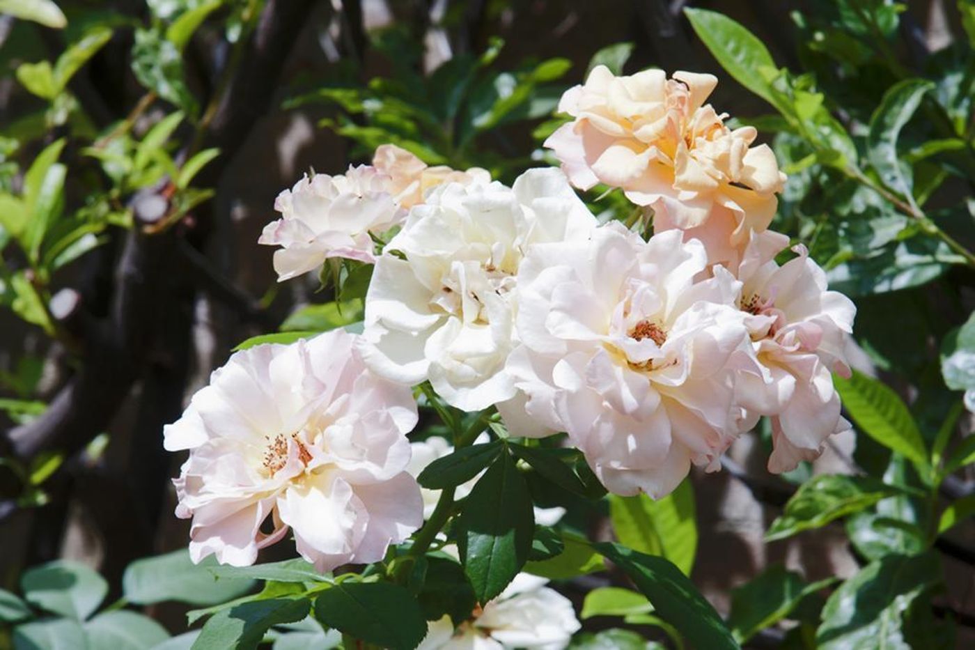 Arcobaleno-Boutique-Hotel-General-view-1