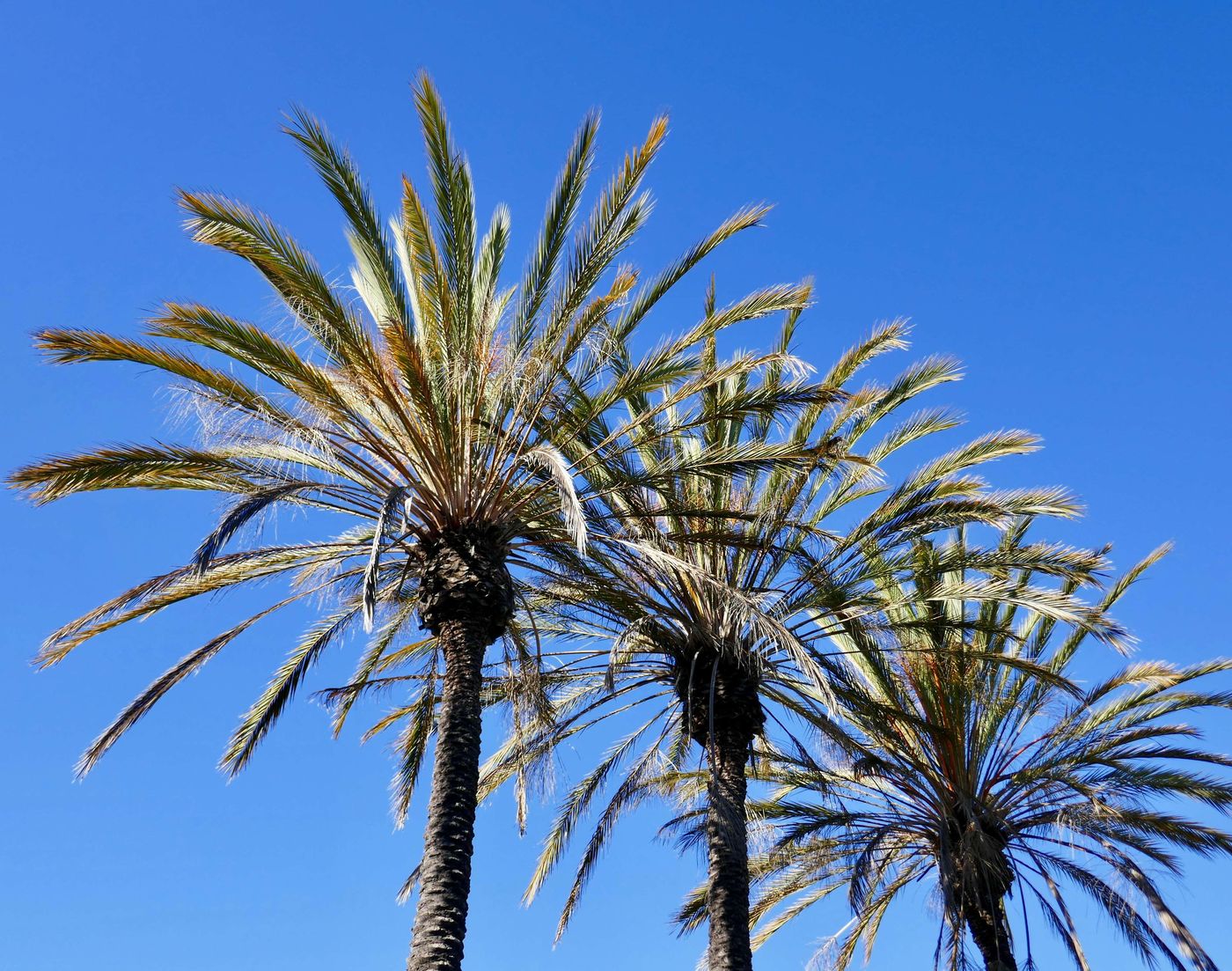 Golden-Sails-Hotel-Long-Beach-General-view-34