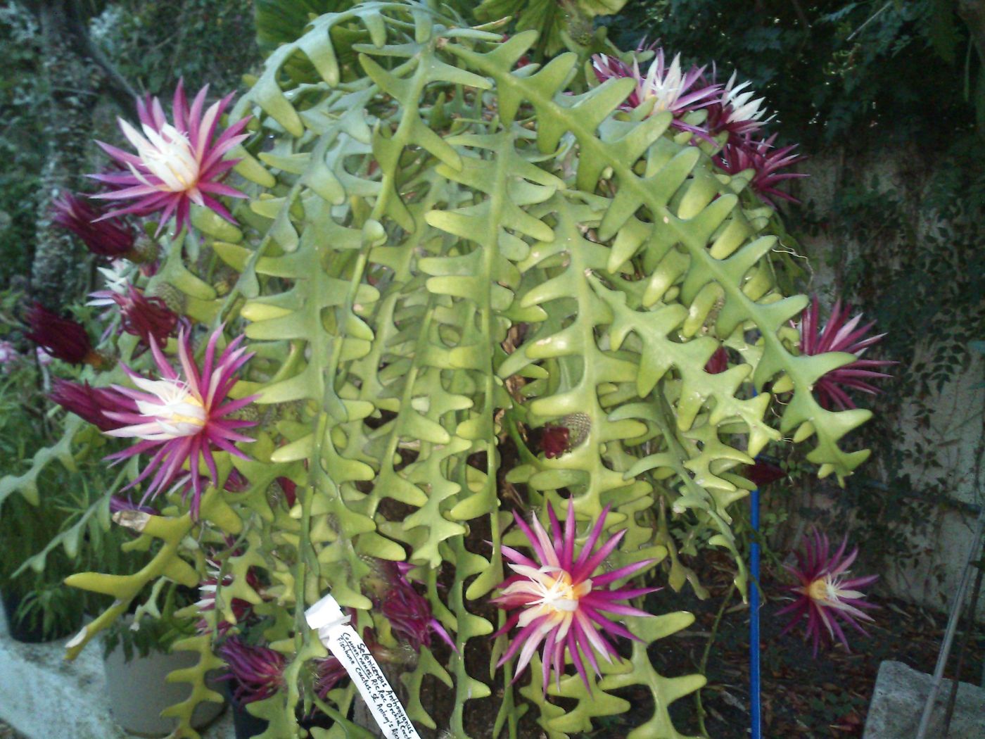 Baha-Ammes-General-view-24