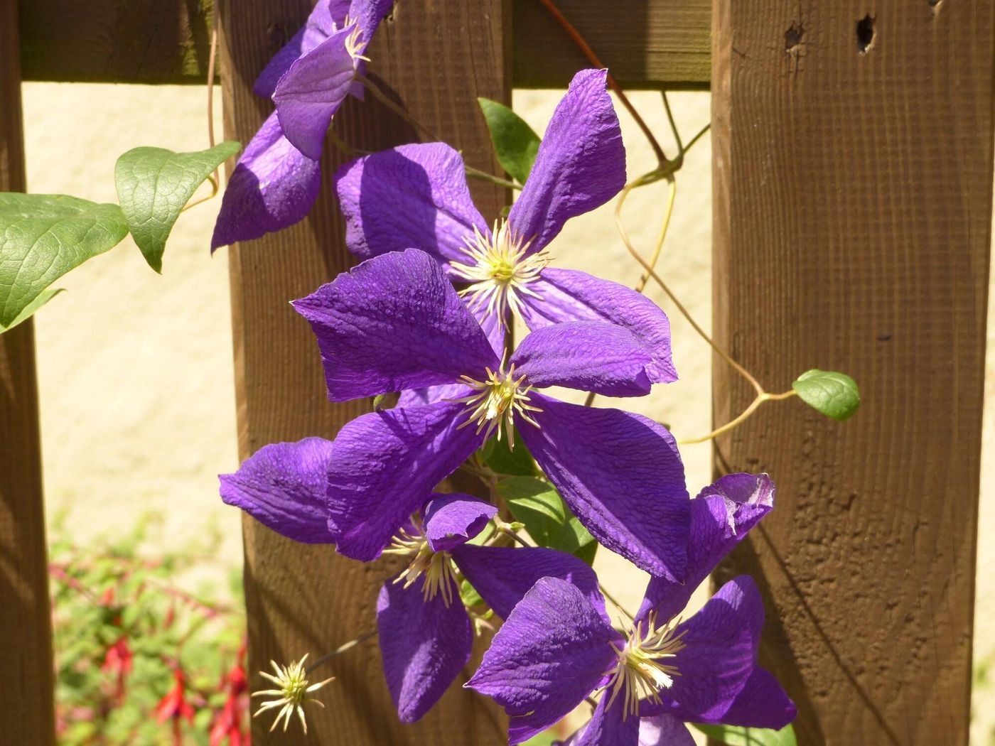 Chambres d'hôtes Las Vignes-France-BEAUCENS-General view-6