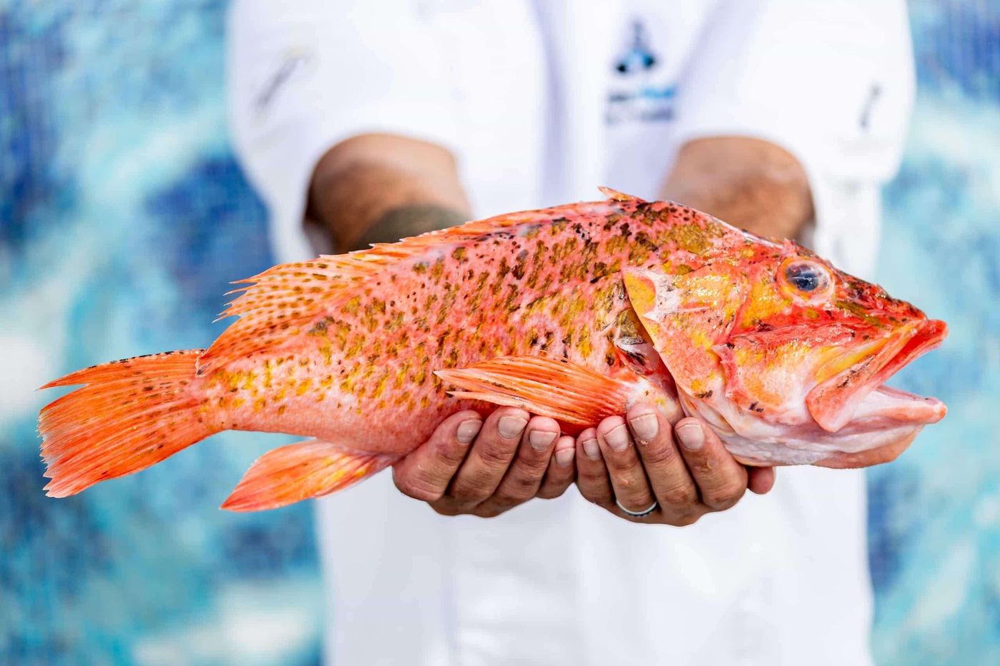 Royal-Hideaway-Corales-Beach---Adults-Only--part-of-Barcel---Hotel-Group-Restaurant-24