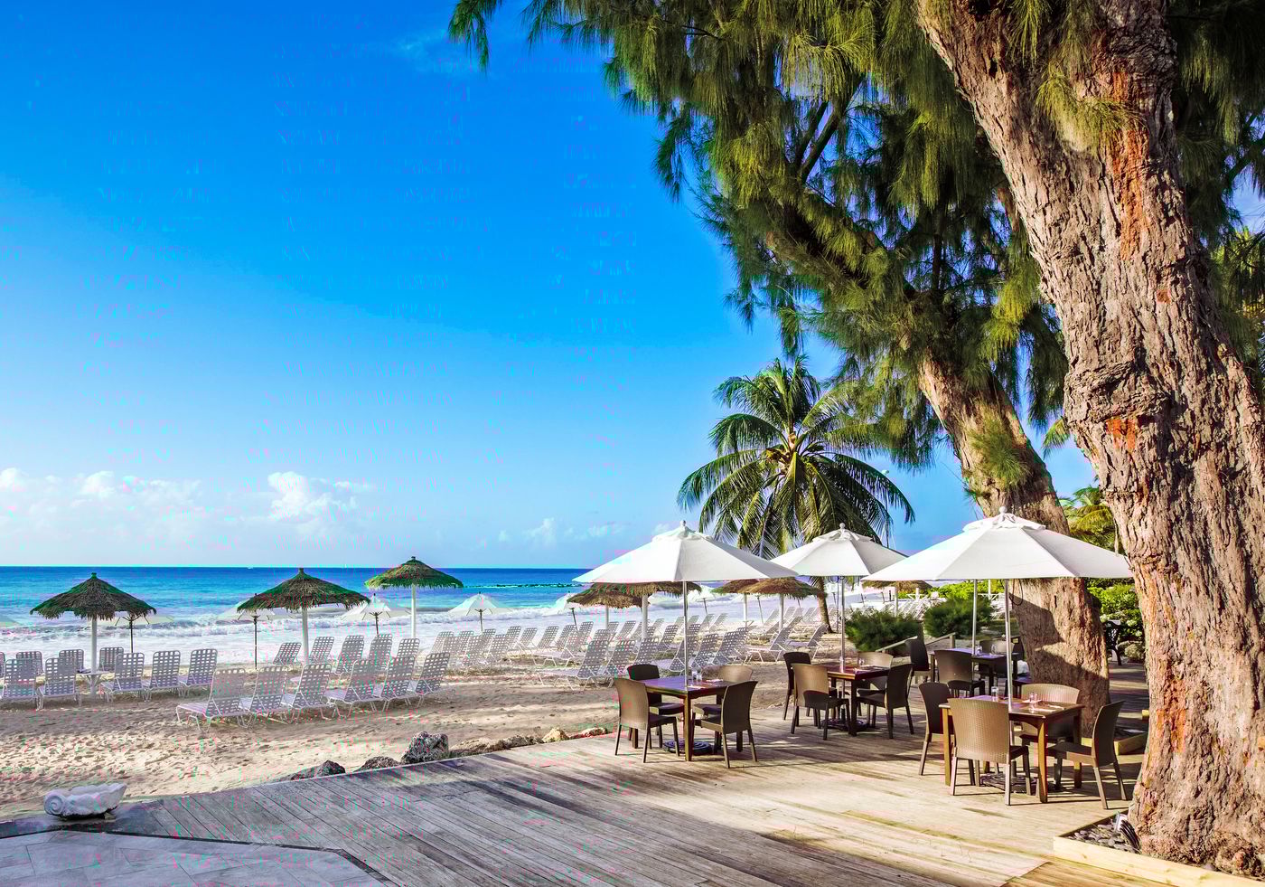 Bougainvillea Barbados