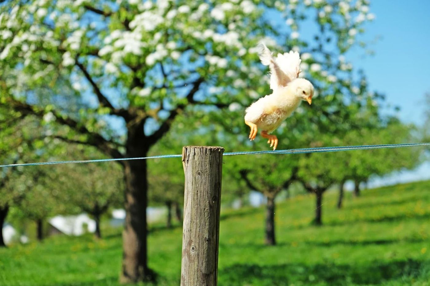 Gasthaus Zum Bauernhof-Switzerland-OBERLUNKHOFEN-General view-6