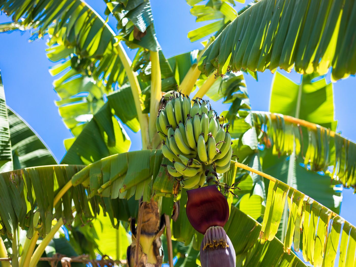 Flor-Da-Laranja-General-view-24