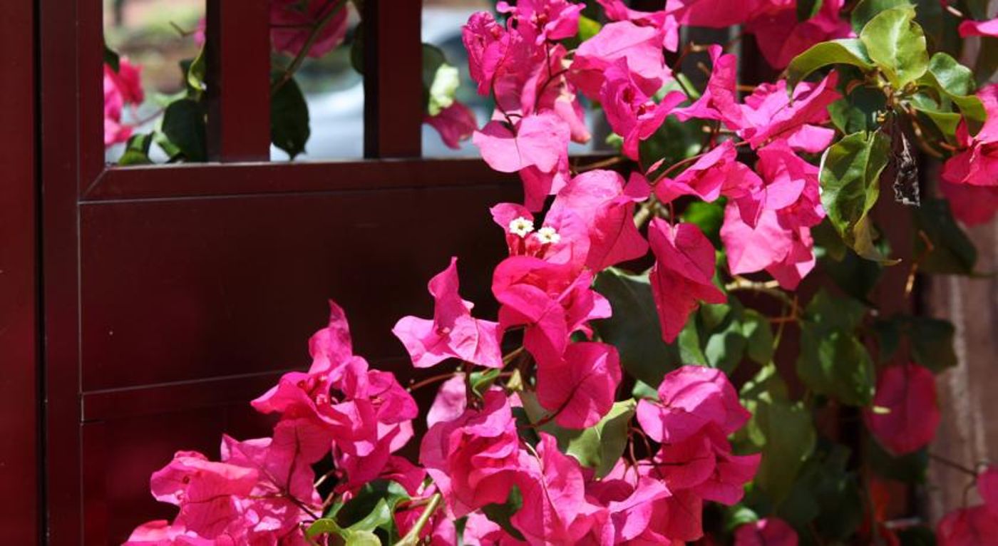 Canico-Bay-Club-Lobby-8