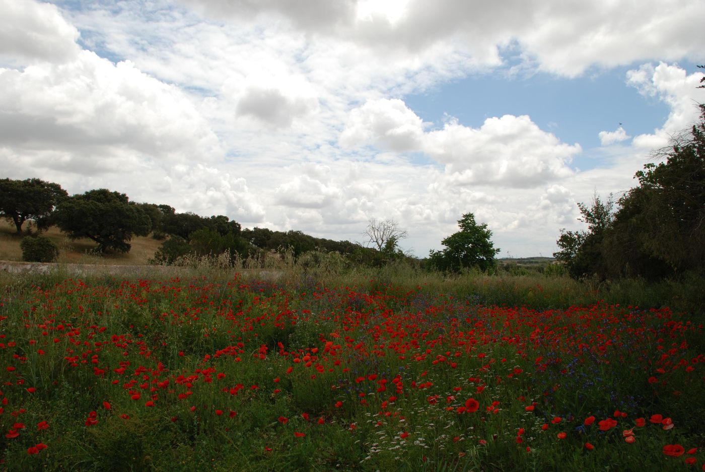 Rural-Quinta-de-Santo-Antonio-General-view-19