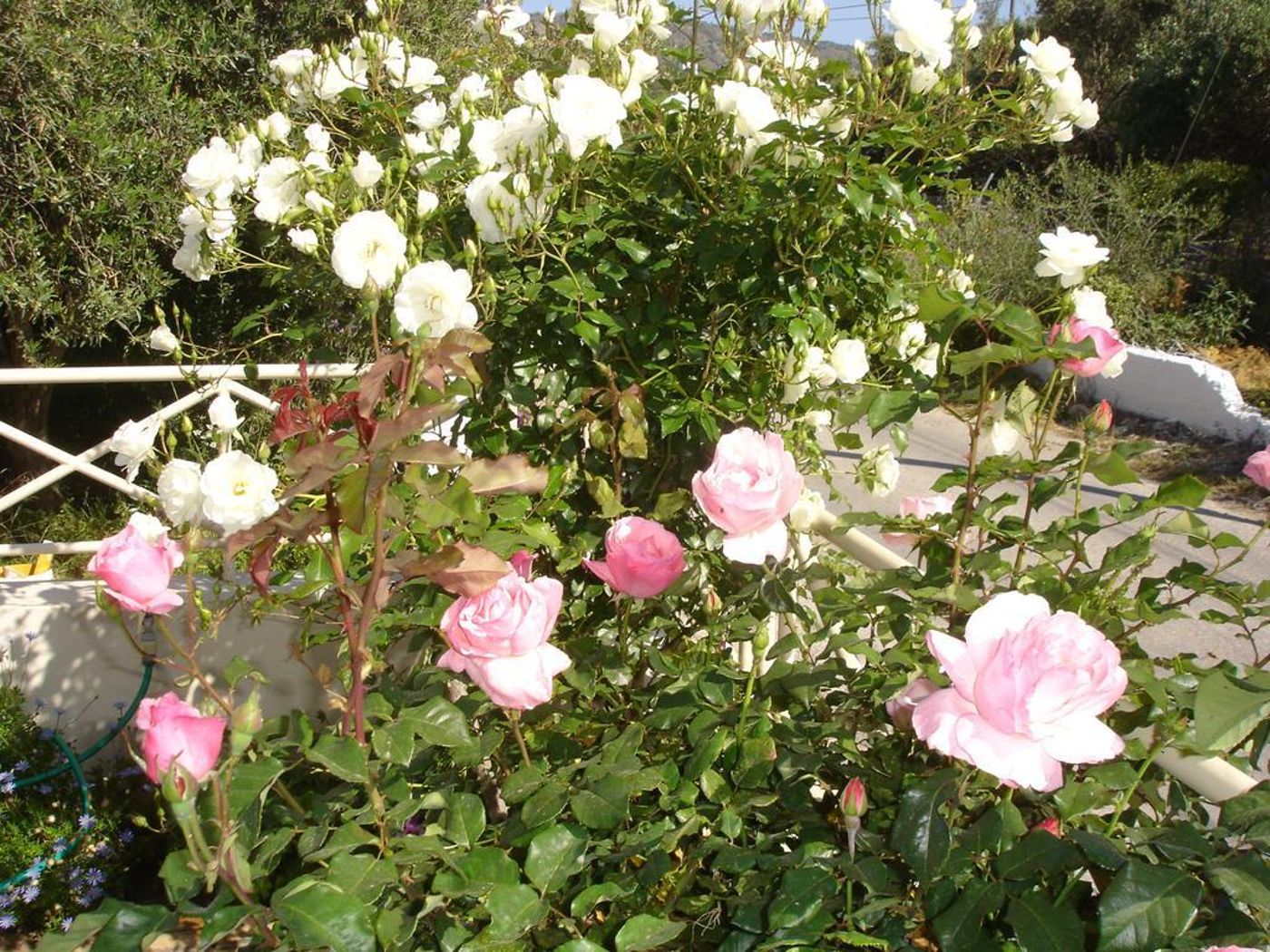 Zorbas-Apartments-General-view-7